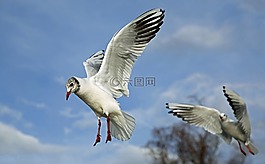 飞,云,天空