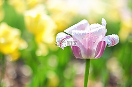郁金香,粉紅色,花園