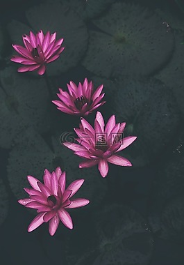 睡蓮,植物,粉紅色
