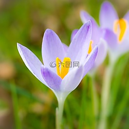 藏紅花,春天,鮮花