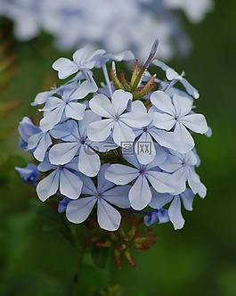 石墨,鮮花,春