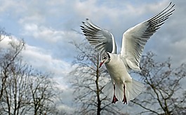 海鷗,鳥類,鳥