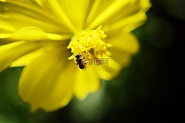 蜜蜂,花,黃色花