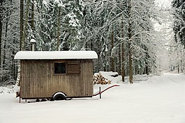 雪,冬天,木