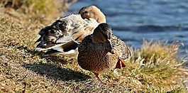 鴨,鴨鳥,冬天