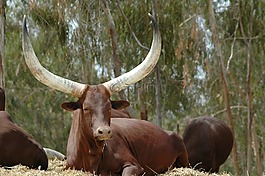 動物,水牛城,水牛城 batusi