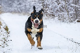 雪,大狗,齒輪