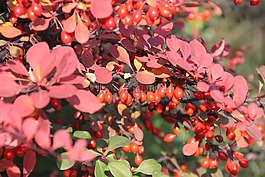秋,性質(zhì),植物