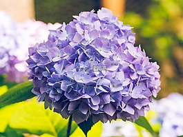 芙蓉,花,紫