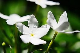 茉莉花,鮮花,花