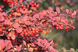 秋,性質(zhì),植物