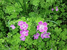 植物區(qū)系,自然,花