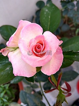 花,自然,春