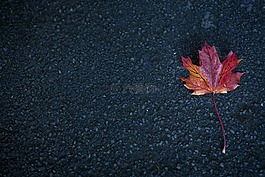 路,葉,秋