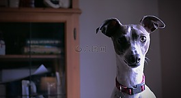狗,動物,可愛