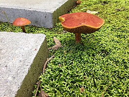 植物,蘑菇,自然