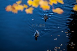 藍(lán)色,水,鴨