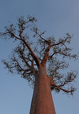 树,baobab,马达加斯加