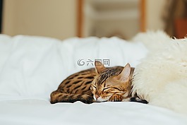貓,小貓,動物