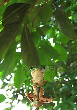 兩棲類,青蛙,樹(shù)