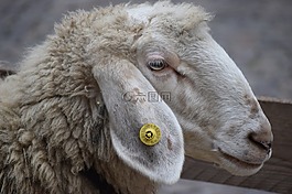 羊,動物,拉娜