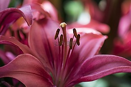 花,和平,自然