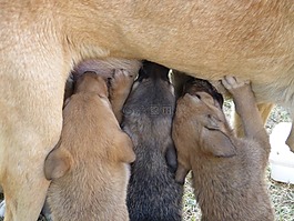 狗,嬰兒,年輕