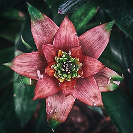 花,多汁,植物