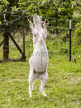 山羊,動物,牲畜