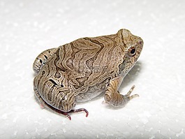 兩棲類(lèi),青蛙,physalaemus