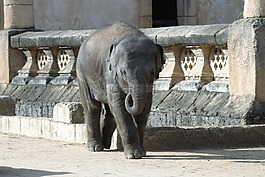 旅行,象,動(dòng)物園