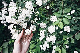 美,鮮花,綠色