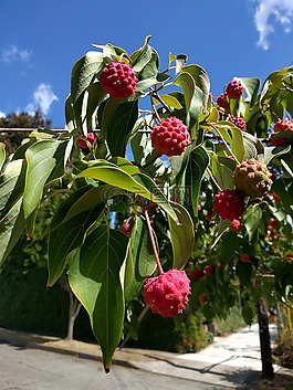 kousa,山茱萸,水果