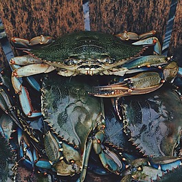 蟹,小龍蝦,動物