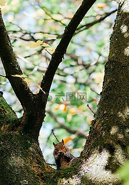 樹,植物,枝杈