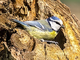 藍(lán)雀,山雀,鳴鳥