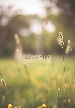 花,植物,草