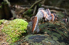 蘑菇,樹菌,森林