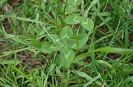 四葉三葉草,vierbl?ttrig,運(yùn)氣