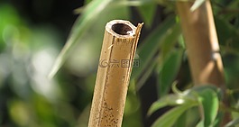 性質(zhì),葉,植物