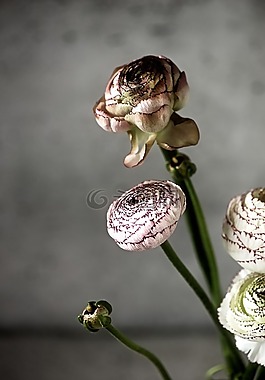 花束,鮮花,花的