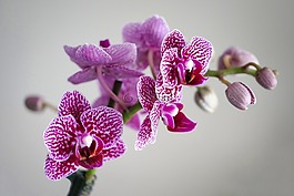 廠,花,性質(zhì)