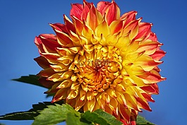 性質(zhì),花,廠