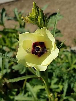 蔬菜,花園,花