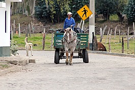 農(nóng),購物車,狗