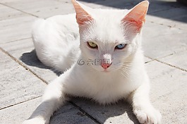 猫,白,heterochromia