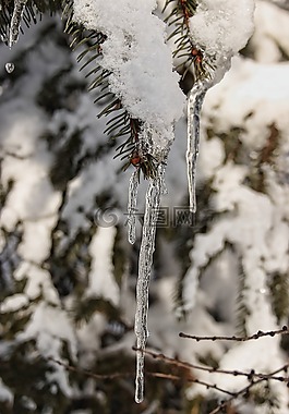 冬天,雪,冰柱