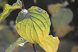 葉子,結(jié)構(gòu),紋理