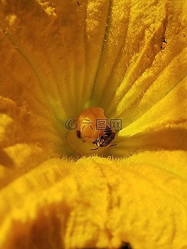 蜜蜂,花,開花