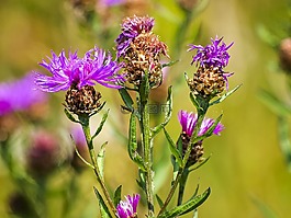 薊,花,廠
